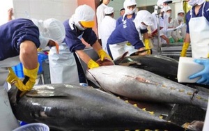 Tháng 9, xuất khẩu cá ngừ sang Trung Quốc tăng tới 91%