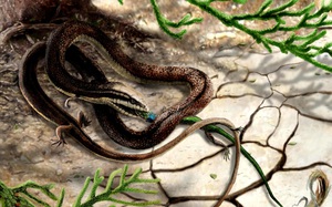 Bất ngờ với loài "rắn bốn chân" xuất hiện cách đây 110 triệu năm