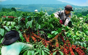 Vì sao giá cà phê tăng mạnh, nông dân Tây Nguyên vẫn lỗ &quot;sặc gạch&quot; (Bài 4): Hạt cà phê è cổ cõng chi phí!