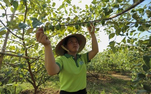 Bắc Giang: "Biệt đội trai xinh gái đẹp" bỏ bằng Đại học về quê rủ nhau nâng tầm nông sản địa phương