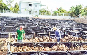 Đây là tỉnh nuôi hơn 1.000 tấn lươn thịt, ương hơn 11 triệu con lươn bột/năm, bán lươn giống sang Hàn Quốc, Nhật Bản