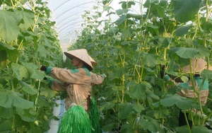 Làm nông nghiệp kiểu… Quảng Ninh