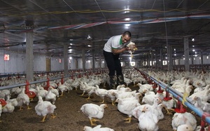 Giá gia cầm hôm nay 2/11: Giá gà trắng có biến động, cách diệt mầm bệnh trong môi trường chăn nuôi 