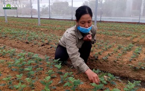 Hà Tĩnh: Làng hoa Xuân Sơn tất bật vào vụ Tết