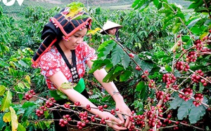 Giá cà phê bán tươi 12.000-14.000 đồng/kg, 3 tháng qua tỉnh này xuất khẩu 17.000 tấn cà phê