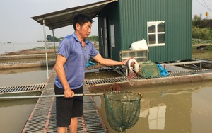Bắc Ninh: Cùng nuôi cá đặc sản, trồng rau sạch, giữa dịch Covid-19 HTX vẫn có thu nhập đều đều