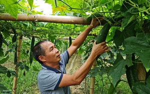 Bỏ kinh doanh, về trồng bí xanh trái vụ, chỉ 3 tháng sau, một doanh nhân tỉnh Điện Biên thu tiền tỷ  