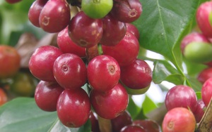Nông thôn Tây Bắc: Sơn La phấn khởi vì cà phê được mùa, được giá