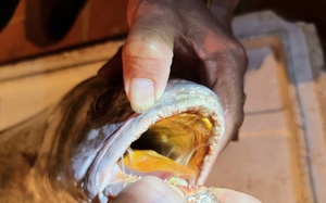 Clip: Ngư dân Thanh Hóa bắt được cá lạ nặng 7,5kg, nghi là cá sủ vàng