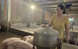 Một phụ nữ nuôi heo ở tỉnh Bình Định được bình chọn là "Nông dân Việt Nam xuất sắc 2021"