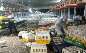 Giá gia cầm hôm nay 24/11: Giá gà công nghiệp có nơi tăng cao, giá vịt thịt giảm dần