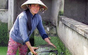 Giá bán loài bò sát này ở tỉnh Hậu Giang bất ngờ tăng thêm 100.000 đồng/kg