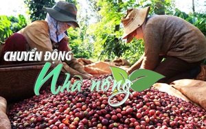 Chuyển động nhà nông 25/11: Giá cà phê tăng cao kỷ lục trong 10 năm qua