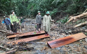 Quảng Trị: Lợi dụng mưa lũ để vào rừng cưa phá hàng loạt cây gỗ tự nhiên
