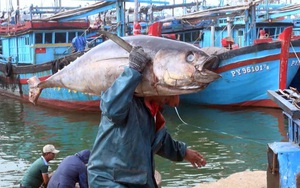 Tổng cục Thủy sản nói gì về thương vụ "Vua cá ngừ" Nhật Bản hợp tác với Phú Yên làm cá ngừ đại dương?