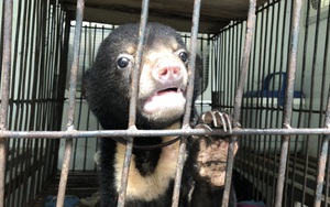 Vụ 2 người dân Lai Châu bị phạt tù vì nuôi nhốt gấu: Cites Việt Nam tiết lộ lý do nghiêm cấm nuôi gấu chó