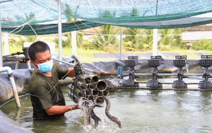 Làm bồn nuôi cá &quot;nhân sâm nước&quot; trên cạn, dịch Covid-19 như thế nông dân tỉnh Tây Ninh vẫn bán giá cao