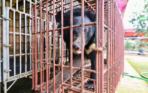 2 người dân Lai Châu bị phạt tù vì nuôi nhốt 1 con gấu chó, Phó Giám đốc ENV: 1 năm tù không quá nặng