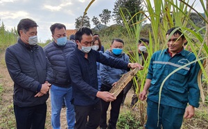 Hà Giang: Cho cá tầm lên núi, vỗ béo bò, nuôi lợn đặc sản, nhà nông thu tiền đều tay