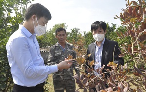 Phó Chủ tịch Hội Nông dân Việt Nam Nguyễn Xuân Định thăm và ấn tượng mô hình trồng cây ăn quả ở Đông Triều