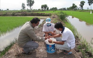 Bạc Liêu: Lúa thơm-tôm sạch là mô hình giúp nông dân khỏe mạnh, làm giàu