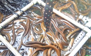 Đây là lý do nhiều nông dân xã nghèo của tỉnh Hậu Giang thích nuôi lươn không bùn trong bể lót bạt