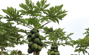 Loại cây thân thẳng tuồn tuột, ra quả vỏ xanh ruột vàng đang trồng thử ở Đắk Nông cho thu nhập 300 triệu/ha