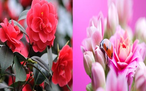 5 loại cây cảnh cần mua ngay trong mùa đông này, mỗi ngày ngắm hoa rực rỡ chờ Tết đến