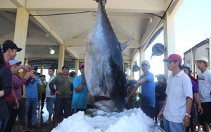 Phú Yên muốn xây dựng chợ đấu giá cá ngừ đại dương giống Nhật Bản