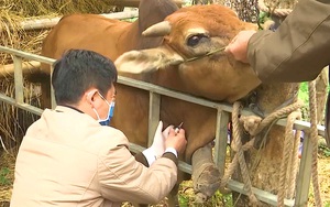 Nông thôn Tây Bắc: Thay đổi tập quán chăn nuôi, chống  rét cho trâu bò