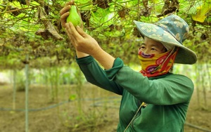 Lão nông ở Hòa Bình "bỏ túi" hơn nửa tỷ mỗi năm từ mô hình kinh tế tổng hợp- Ảnh 7.