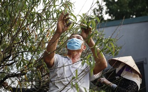 Nông dân thu nhập hơn chục triệu đồng mỗi tháng nhờ vặt lá đào thuê ở Nhật Tân
