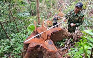 Phát hiện nhiều cây gỗ quý bị đốn hạ ở rừng Bắc Hướng Hóa, Quảng Trị