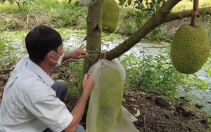 Trồng mít Thái trúng mùa, trái quá trời, nông dân An Giang buồn quá, vì giá mít từ 45 triệu/tấn "rớt" còn 15 triệu/tấn 