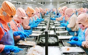 Thủy sản Minh Phú (MPC) chi gần 400 tỷ trả cổ tức năm 2020, tỷ lệ 20%