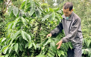 Lạ đời, trồng cà phê kiểu khác người ở tỉnh Đắk Lắk, cỏ dại mọc um tùm trong vườn mà vẫn có thu cao