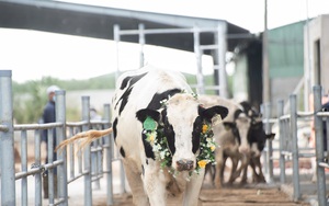Tăng tốc sau dịch, Nutifood nhập 3300 bò sữa thuần chủng từ Mỹ