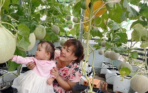 Bí quyết trồng dưa lưới trên sân thượng, hái mỏi tay không hết của bà mẹ ở Sài Gòn