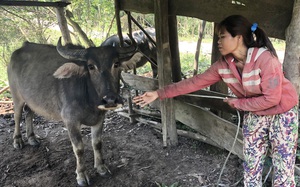 Quảng Bình: “Bà đỡ” đưa hộ nghèo vượt khó khăn do đại dịch