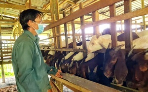 Bình Phước: Giá dê tăng cao trở lại, người chăn nuôi  tính chuyện lâu bền