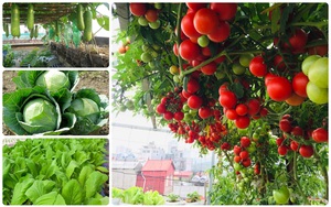 Tháng 11 trồng rau gì? 10 loại rau lý tưởng nên trồng ngay trong tháng 11 cho nông dân phố