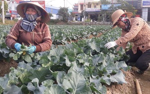 Hải Phòng: Giá rau xanh tăng cao &quot;phát sợ&quot;, loại rau này đắt hơn thịt lợn thăn, chủ sạp mỏi mồm giải thích