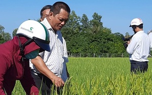 Nông dân miền núi tỉnh Bình Thuận trồng lúa khác người, làm ra thứ gạo nước ngoài cũng muốn ăn