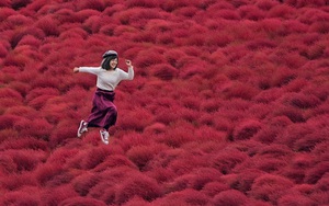 Hình ảnh loài cỏ màu đỏ đẹp như tranh vẽ tại Nhật Bản