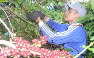 Đắk Nông: Trồng 4ha cà phê, đầu vụ giá cà phê tăng bất ngờ, bán 10 tấn nông dân này lãi ròng 250 triệu