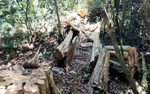 Đắk Nông: Rừng tại Khu du lịch sinh thái thác Đắk G’lun bị chặt phá nghiêm trọng