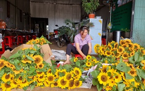 Đắk Nông: Trồng có 5 sào hoa hướng dương cắt cành bán, nông dân nhẹ nhàng thu về cả trăm triệu