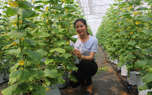 Nông nghiệp công nghệ cao ở Bắc Ninh: Nông dân có tiền tỷ nhờ nuôi gà, trồng rau theo cách này