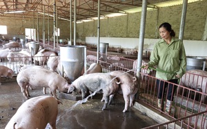 Không chỉ Việt Nam, Trung Quốc cũng đối mặt khủng hoảng giá lợn hơi giảm vì đàn lợn khổng lồ sinh sôi  