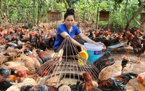 Sơn La: Nuôi gà ri Lạc Thủy chạy kín cả vườn, sơn nữ Chiềng Đông nuôi đến đâu bán hết đến đấy